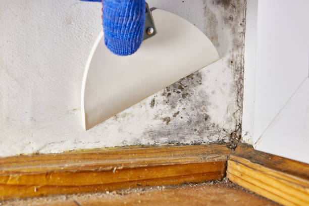 Best Attic Mold Removal  in King City, OR